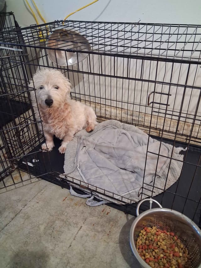 West Highland White Terrier Puppies media 11