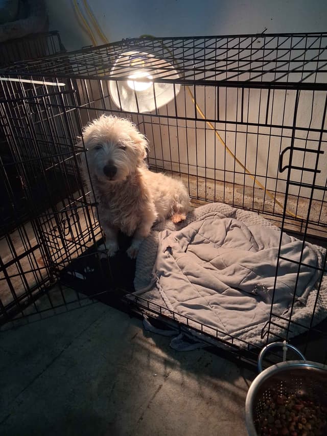 West Highland White Terrier Puppies media 13