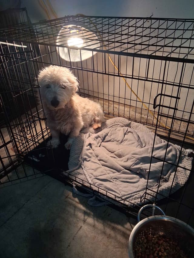 West Highland White Terrier Puppies media 6