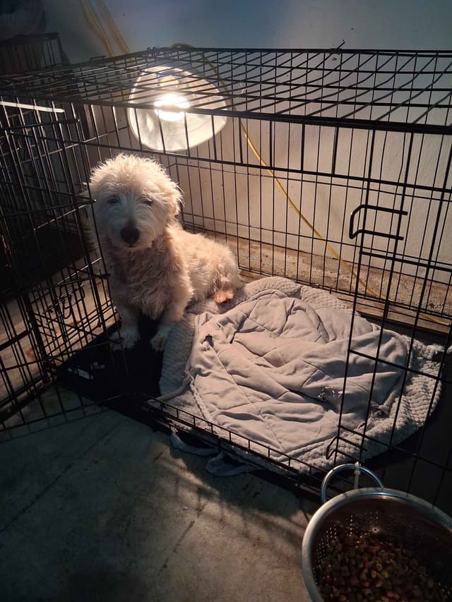 West Highland White Terrier Puppies media 9