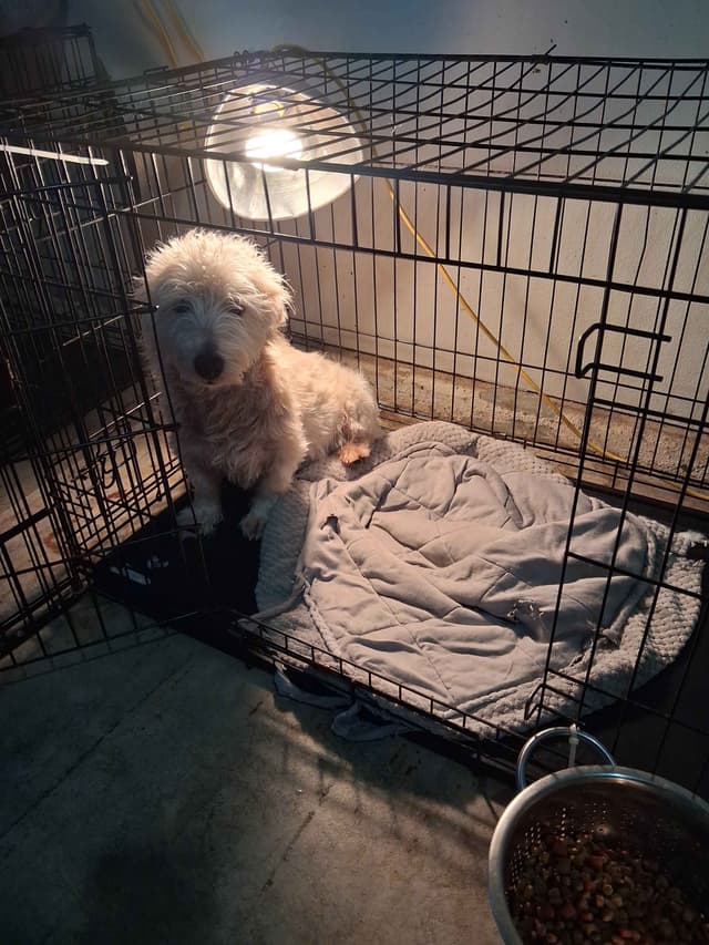 West Highland White Terrier Puppies media 4