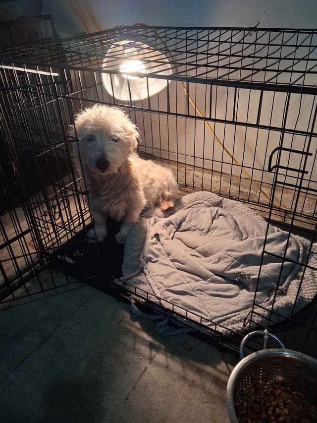 West Highland White Terrier Puppies media 7