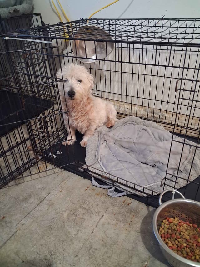 West Highland White Terrier Puppies media 10