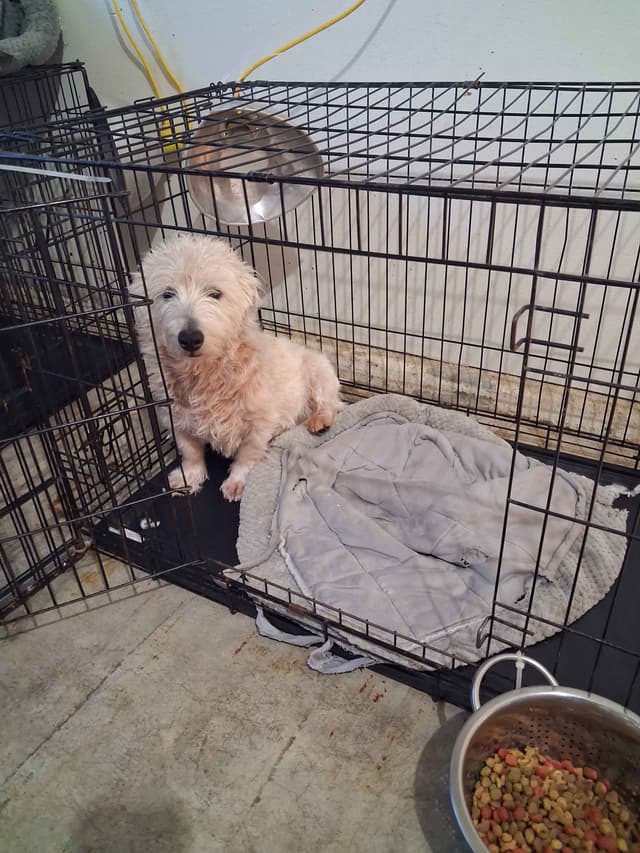West Highland White Terrier Puppies media 12
