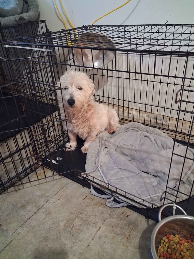 West Highland White Terrier Puppies media 8