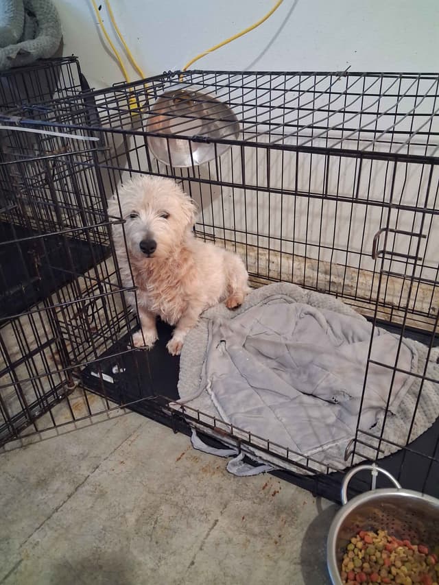 West Highland White Terrier Puppies media 15