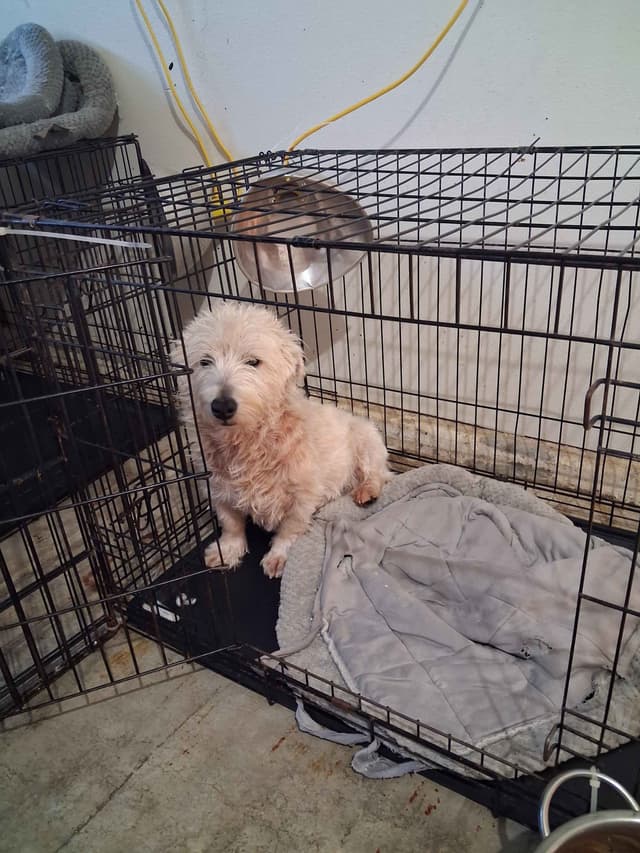 West Highland White Terrier Puppies media 14