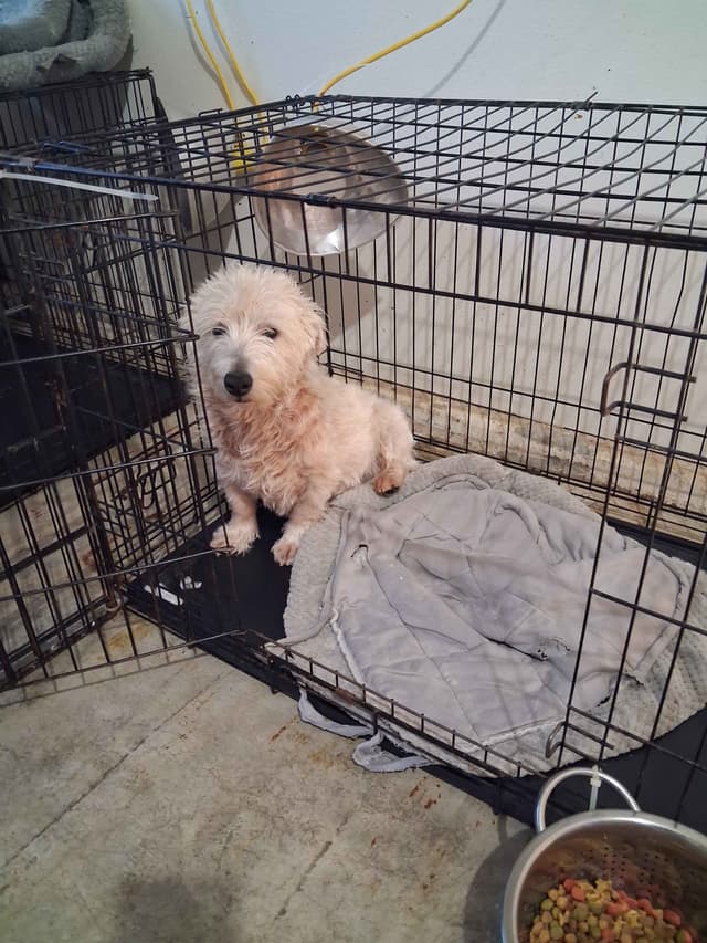 West Highland White Terrier Puppies media 17