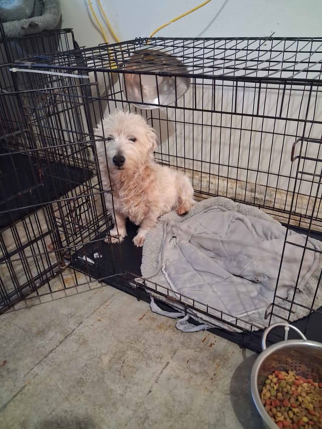 West Highland White Terrier Puppies media 16