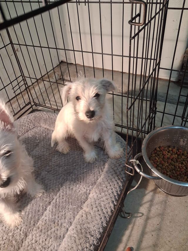 West Highland White Terrier Puppies media 2