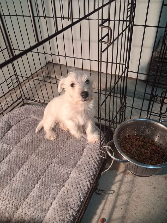 West Highland White Terrier Puppies media 3