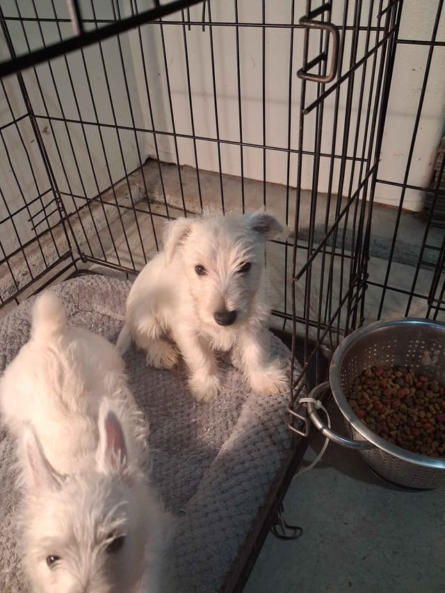 West Highland White Terrier Puppies media 4
