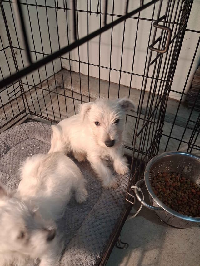 West Highland White Terrier Puppies media 5