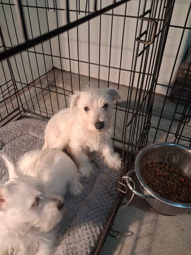 West Highland White Terrier Puppies media 6
