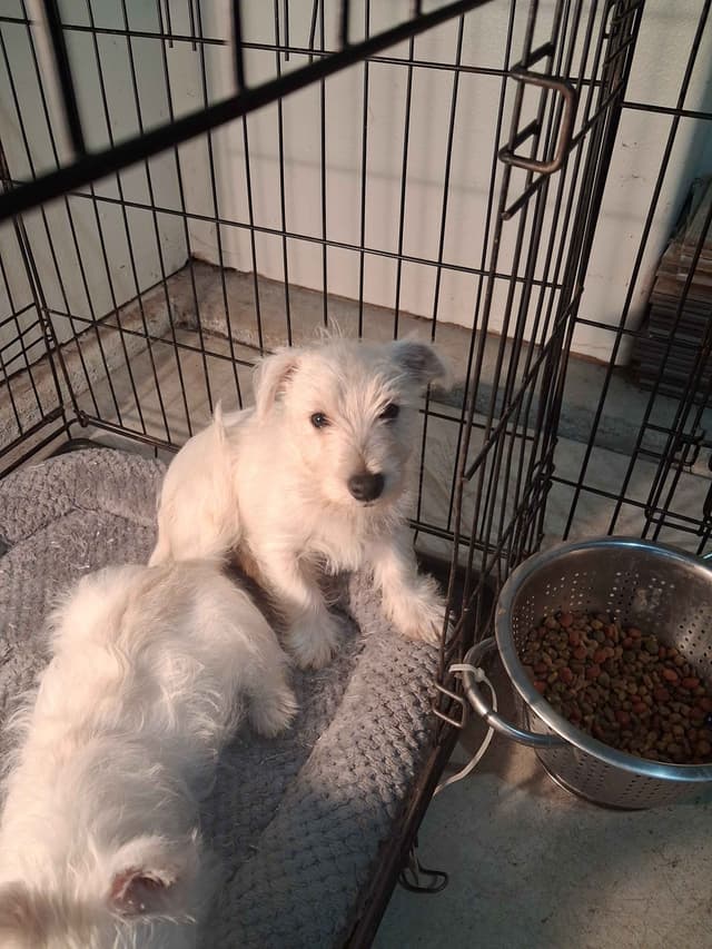 West Highland White Terrier Puppies media 7