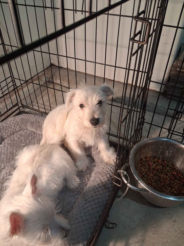 West Highland White Terrier Puppies media 8
