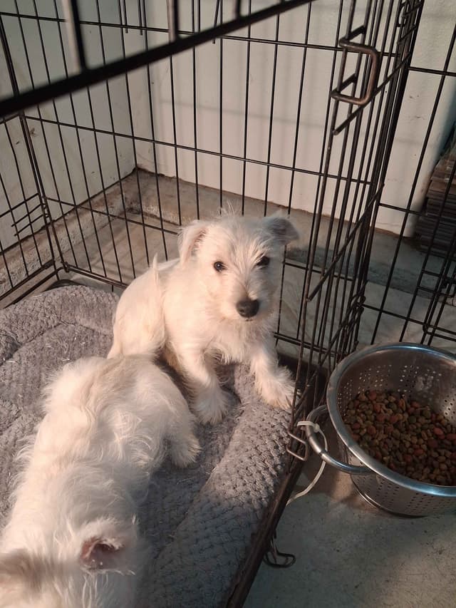 West Highland White Terrier Puppies media 9