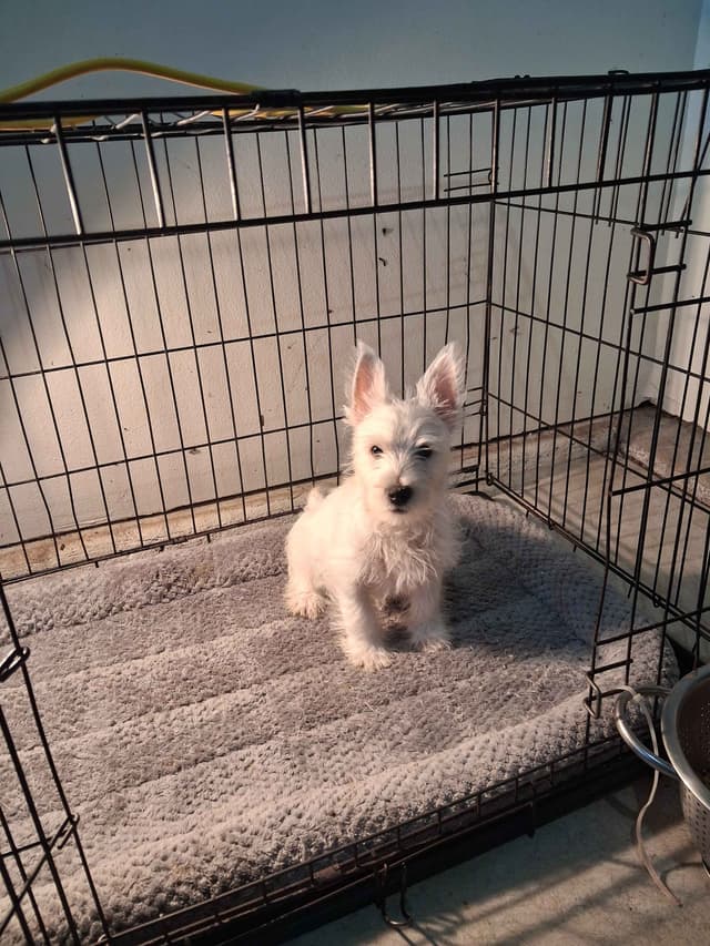 West Highland White Terrier Puppies media 2