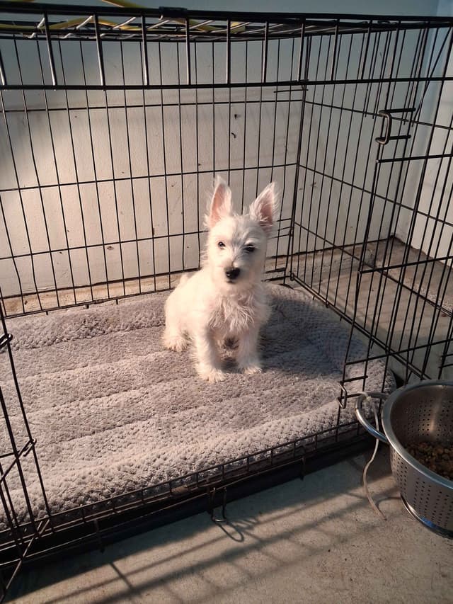 West Highland White Terrier Puppies media 4