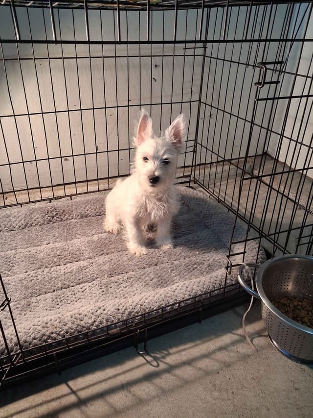 West Highland White Terrier Puppies media 5