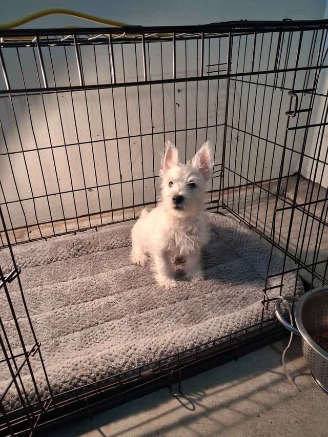 West Highland White Terrier Puppies media 9