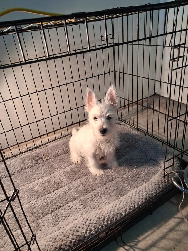 West Highland White Terrier Puppies media 6