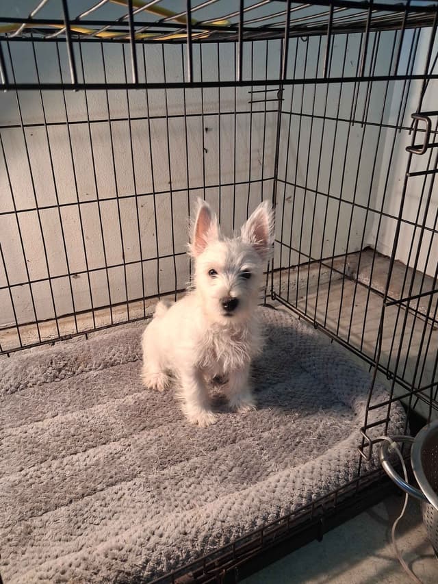 West Highland White Terrier Puppies media 13