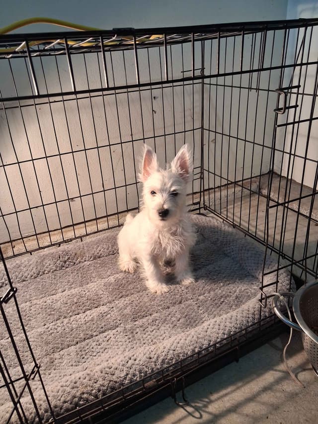 West Highland White Terrier Puppies media 7