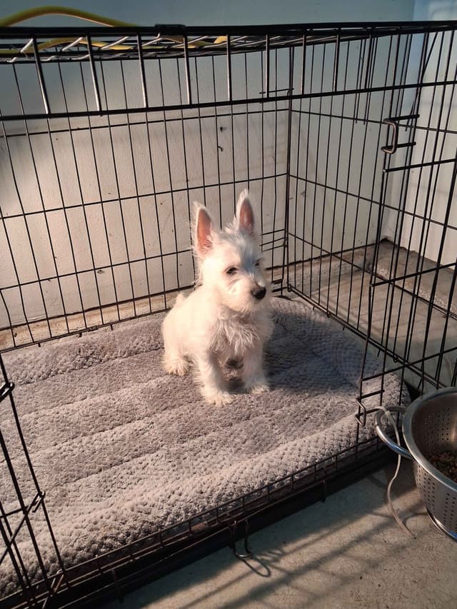 West Highland White Terrier Puppies media 8