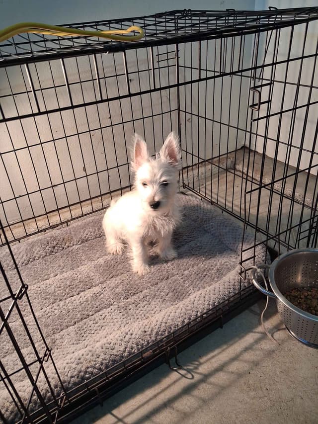 West Highland White Terrier Puppies media 11