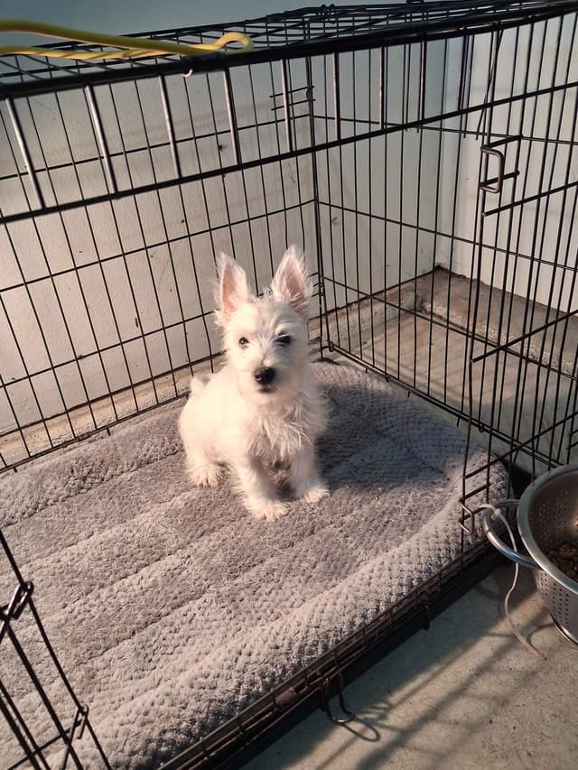 West Highland White Terrier Puppies media 14
