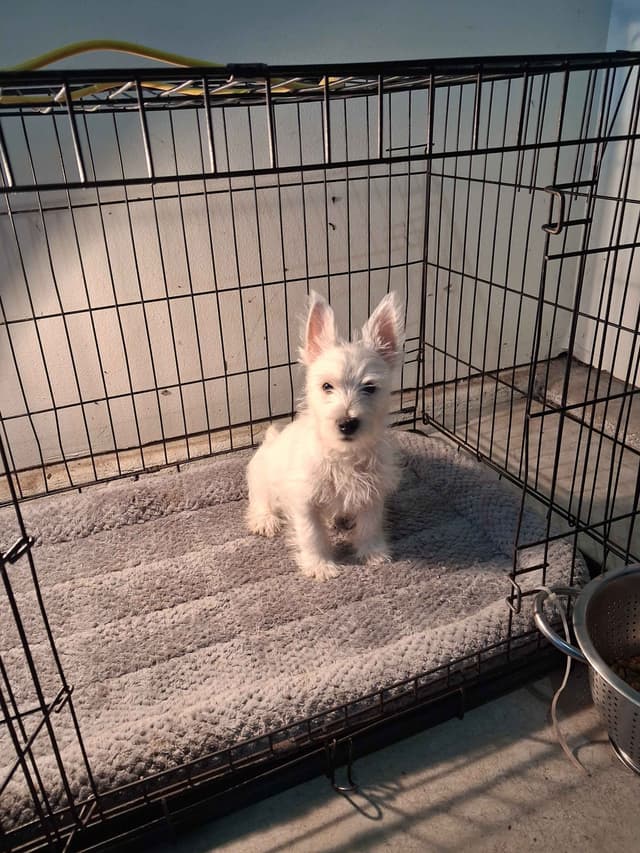 West Highland White Terrier Puppies media 20