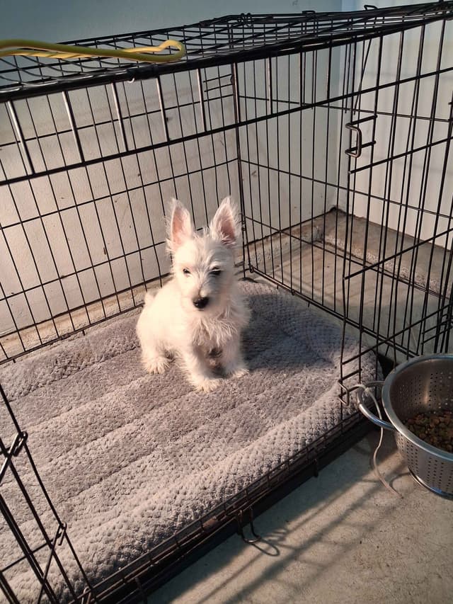 West Highland White Terrier Puppies media 17