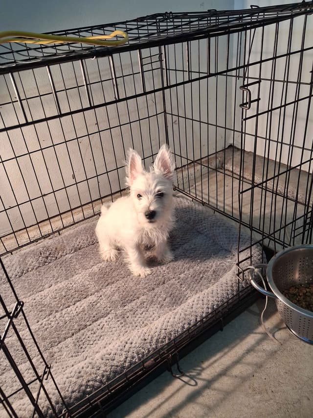 West Highland White Terrier Puppies media 15