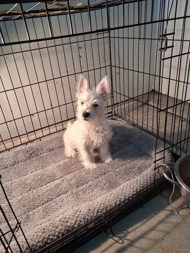 West Highland White Terrier Puppies media 19