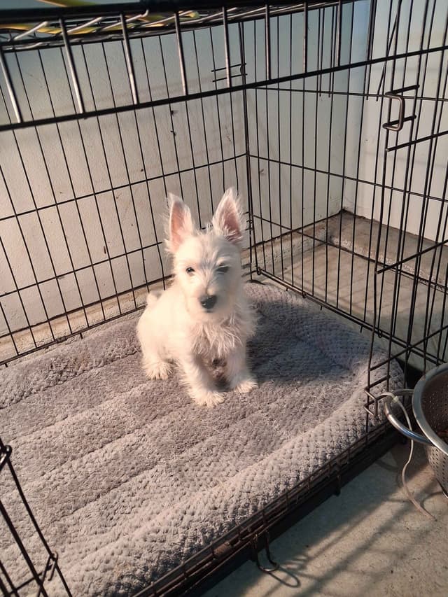 West Highland White Terrier Puppies media 22