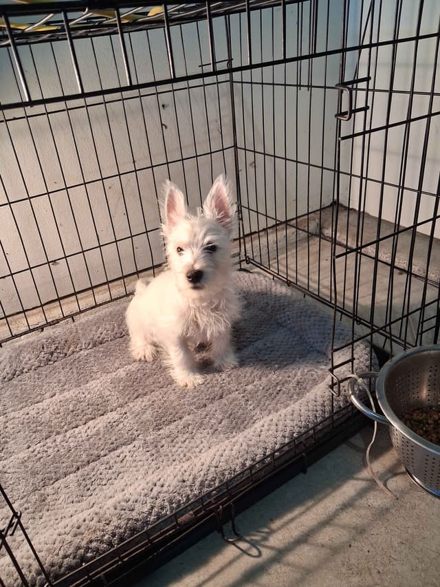 West Highland White Terrier Puppies media 23