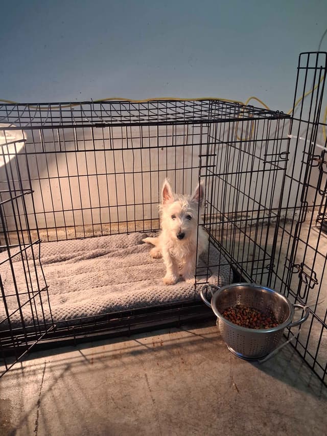 West Highland White Terrier Puppies media 16