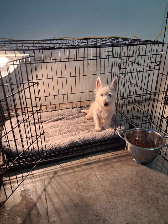 West Highland White Terrier Puppies media 19
