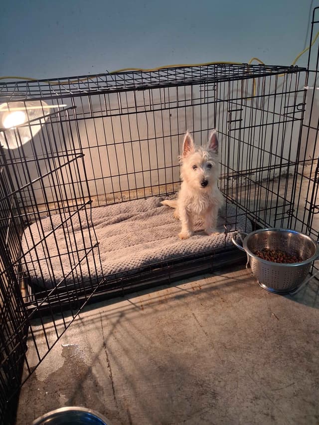 West Highland White Terrier Puppies media 18