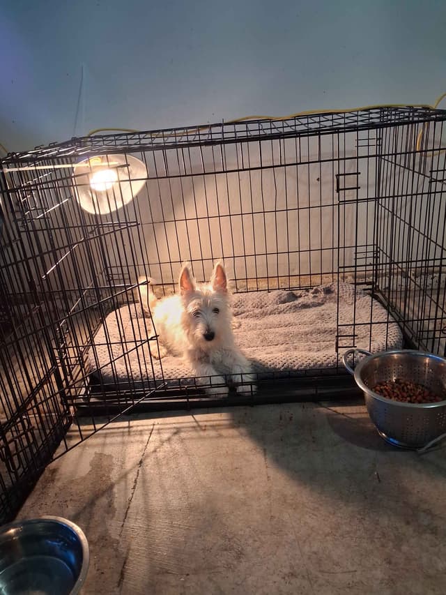 West Highland White Terrier Puppies media 20