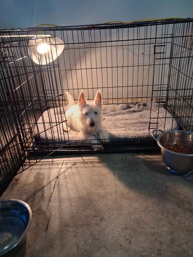 West Highland White Terrier Puppies media 22