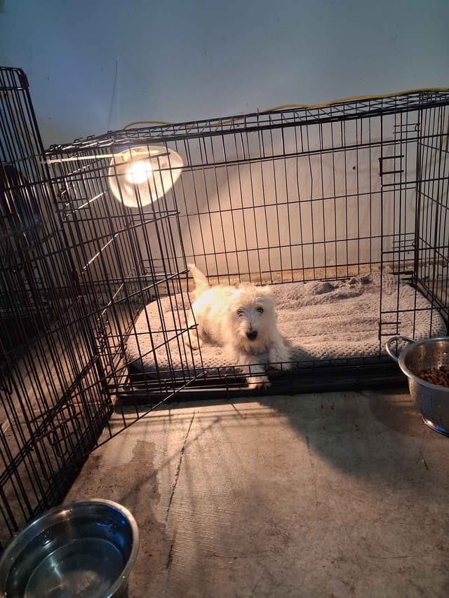 West Highland White Terrier Puppies media 21