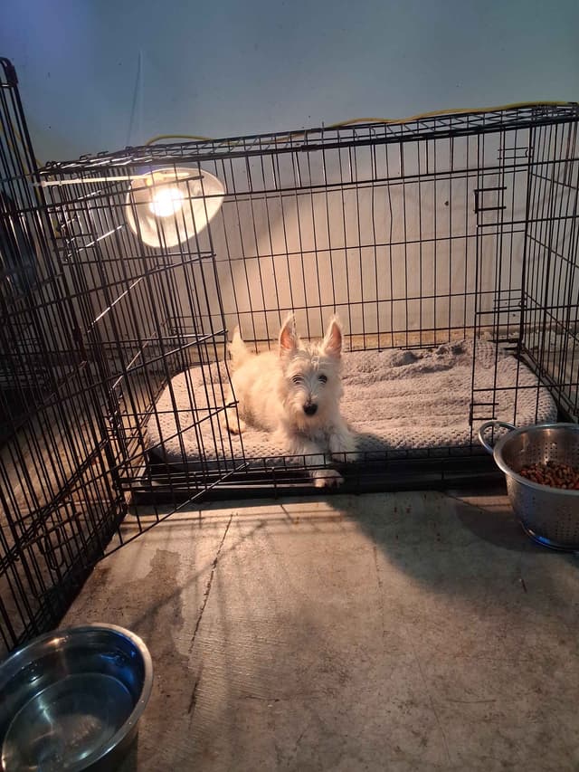 West Highland White Terrier Puppies media 24