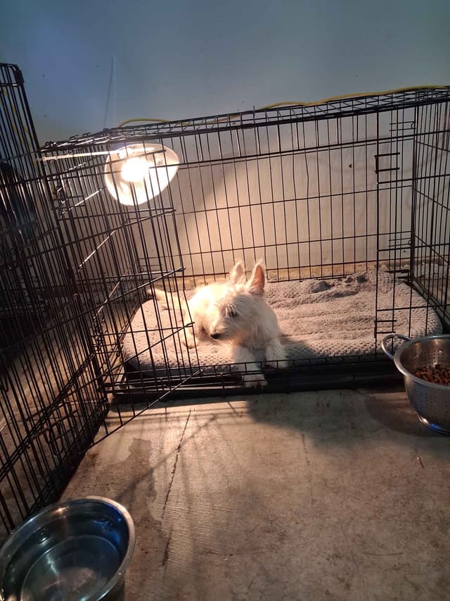 West Highland White Terrier Puppies media 27