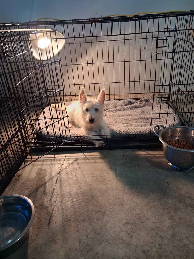 West Highland White Terrier Puppies media 25