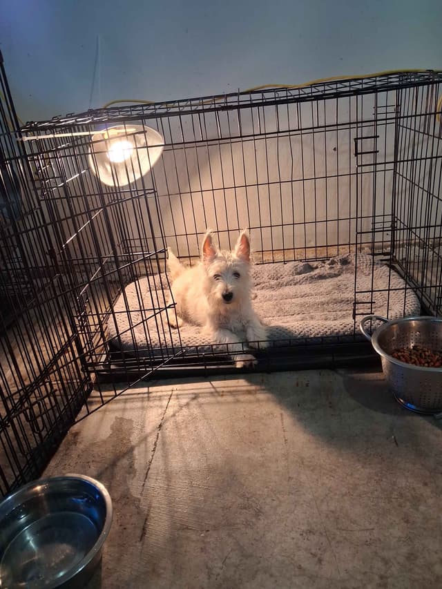 West Highland White Terrier Puppies media 26