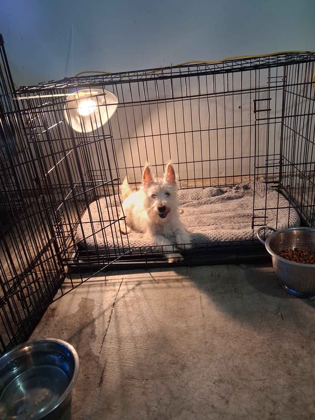 West Highland White Terrier Puppies media 28