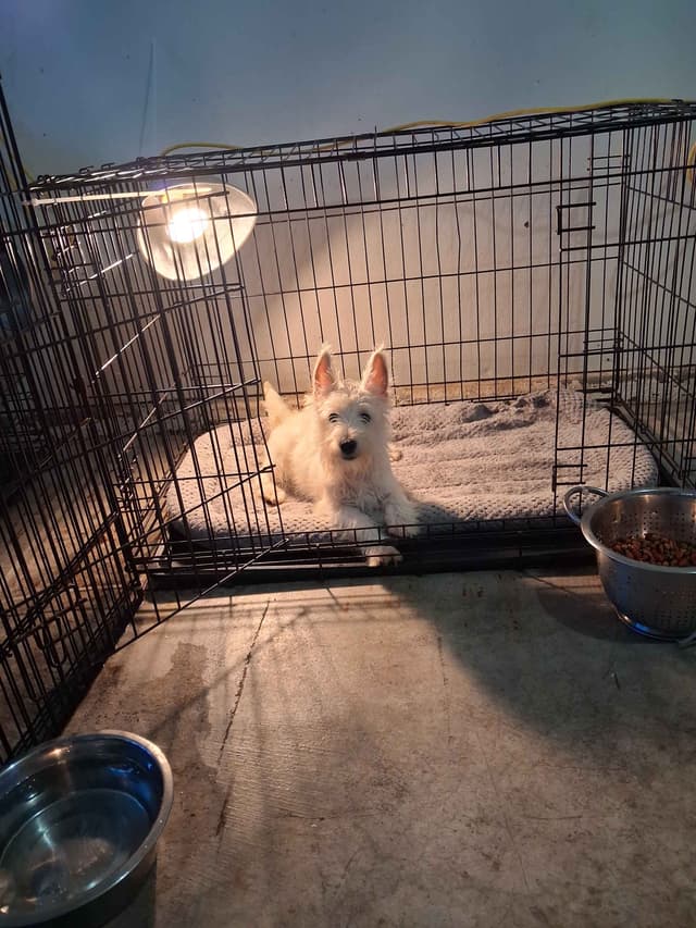 West Highland White Terrier Puppies media 29