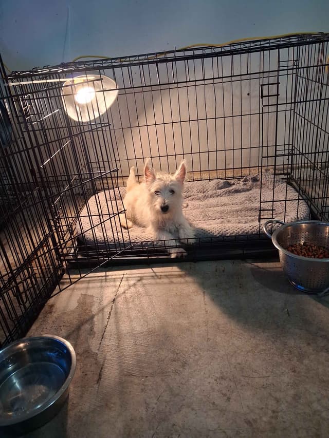 West Highland White Terrier Puppies media 30